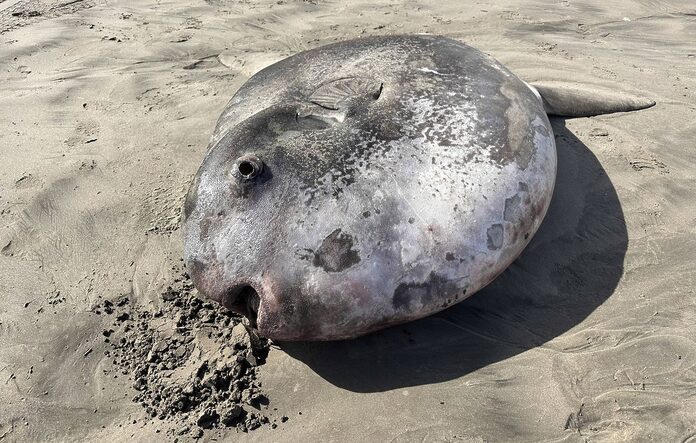 Poisson-lune géant découvert sur une plage de l’Oregon