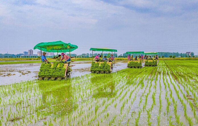 Japonais arrêté en Birmanie pour trafic de prix du riz