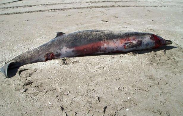 Une baleine rare échoue en Nouvelle-Zélande