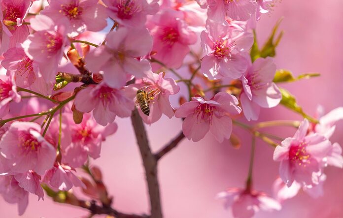 Les noms de plantes racistes seront modifiés en 2026