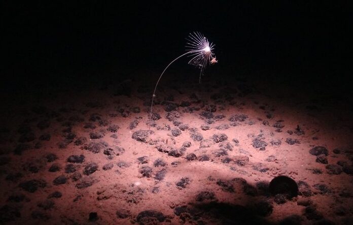 Découverte fascinante : un oxygène noir sous l’océan Pacifique