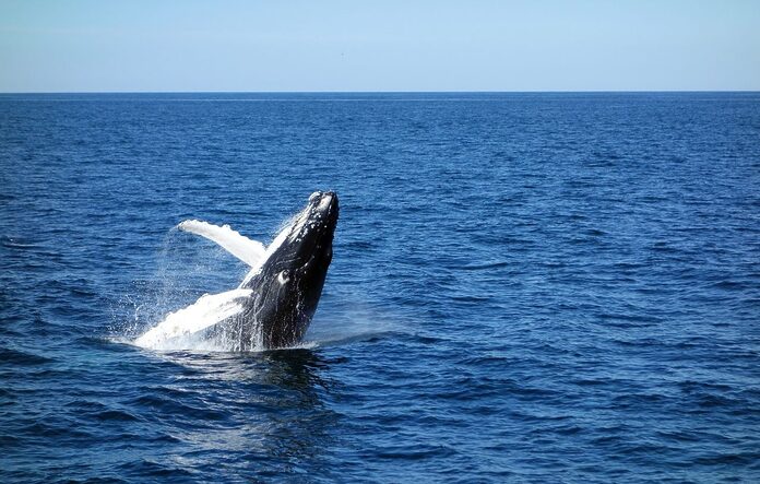 Incroyable saut de baleine sur un bateau au large du New Hampshire