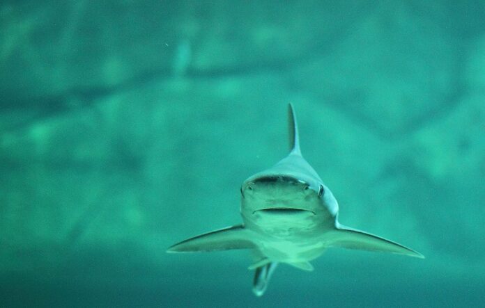 Des requins femelles font des bébés sans mâles en Italie