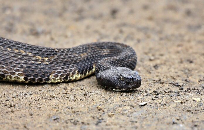 Mordu en aidant un serpent, il frôle la mort