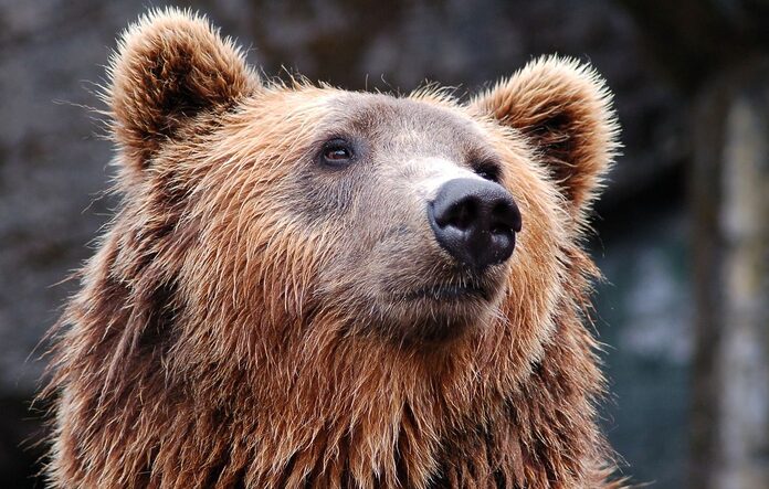 Une enseignante californienne face à un ours dans sa classe