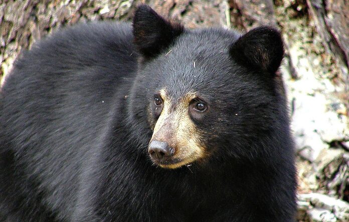 Ours attaque une fillette dans un camping aux États-Unis