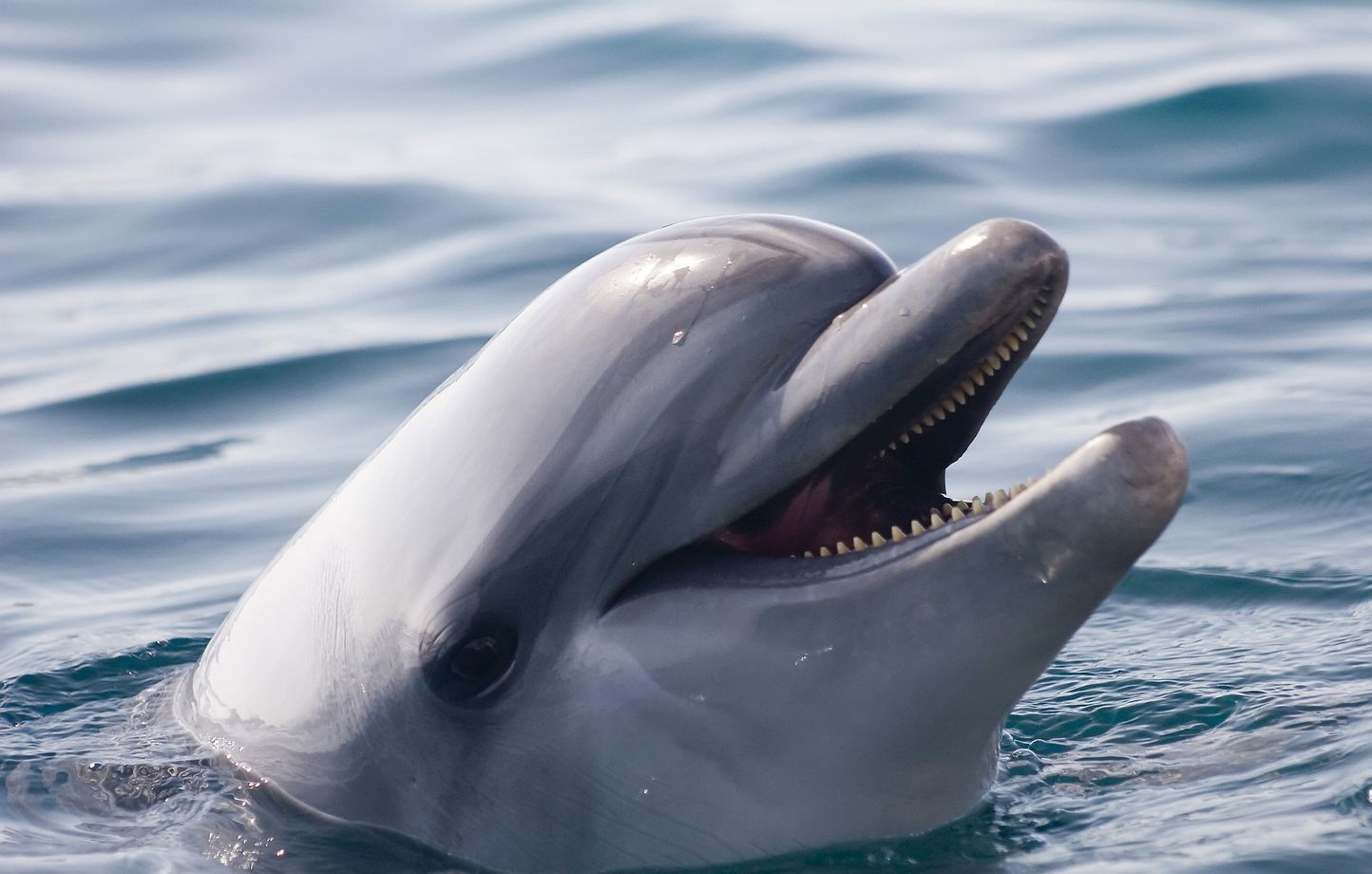 Attaques de dauphins : danger réel ou exception rare ?