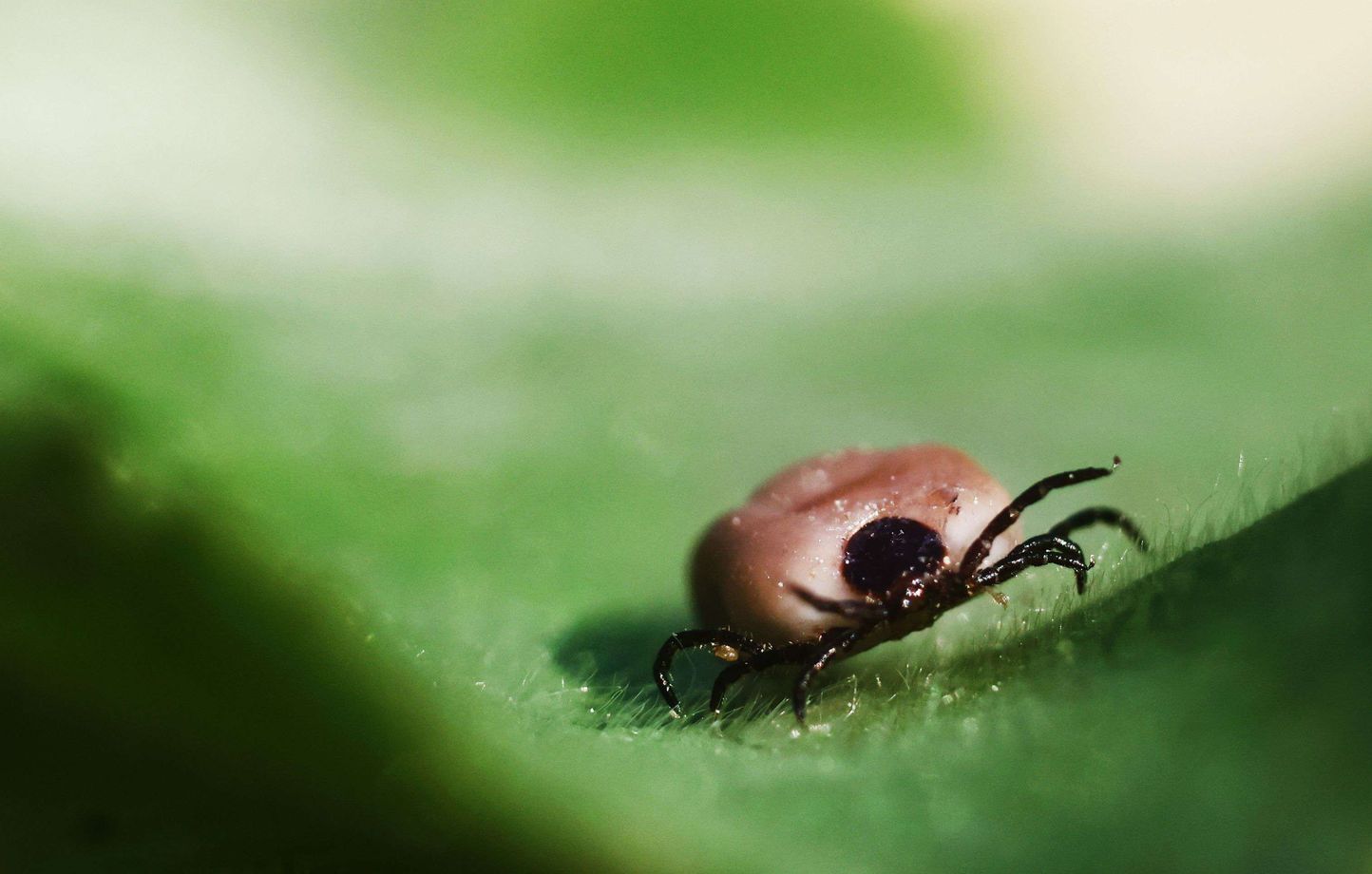 Virus Powassan : un nouveau danger transmis par les tiques