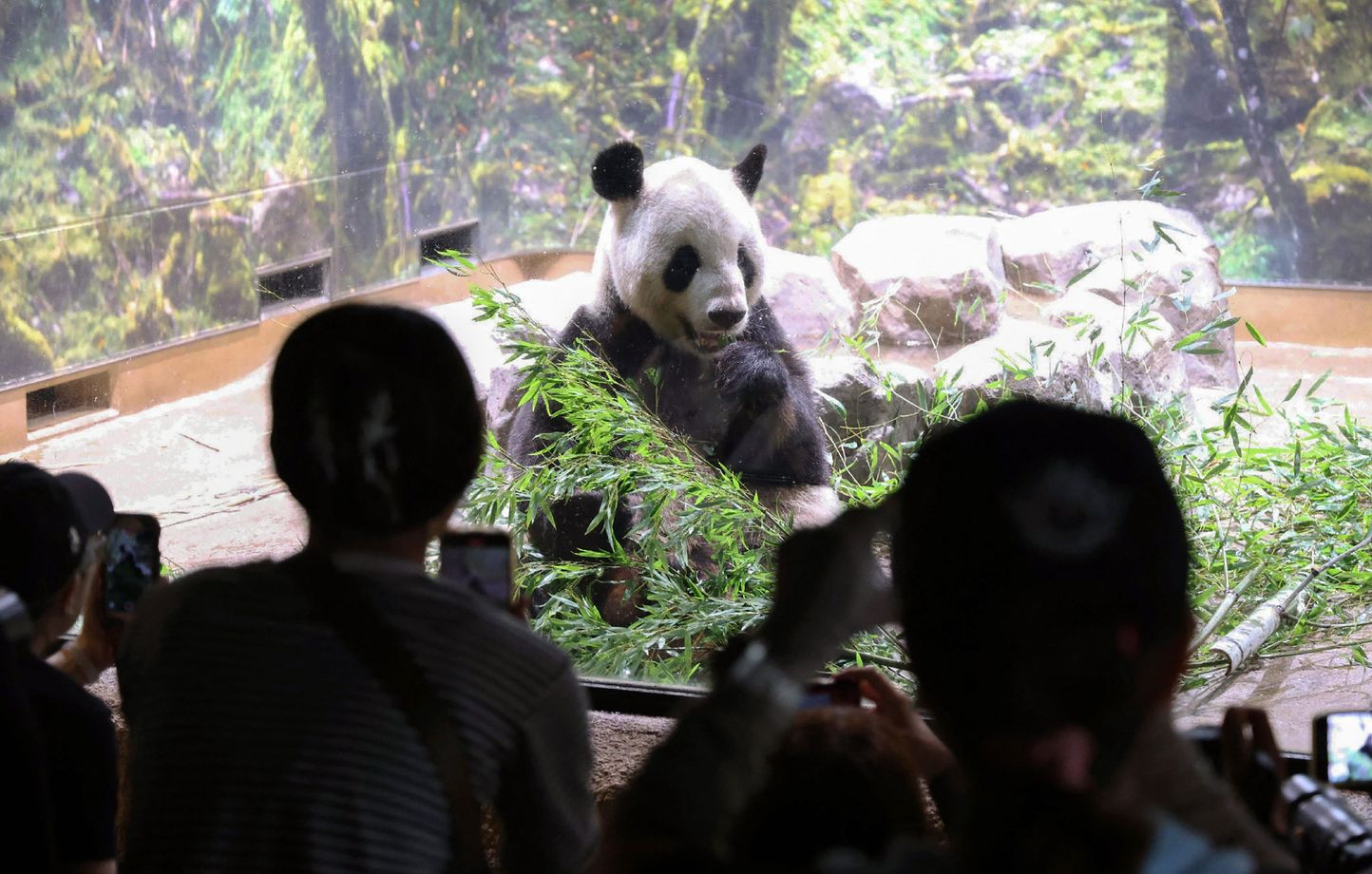 Pandas Ri Ri et Shin Shin retournent en Chine