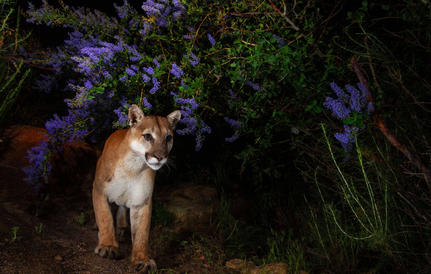 Puma attaque un enfant de 5 ans en Californie