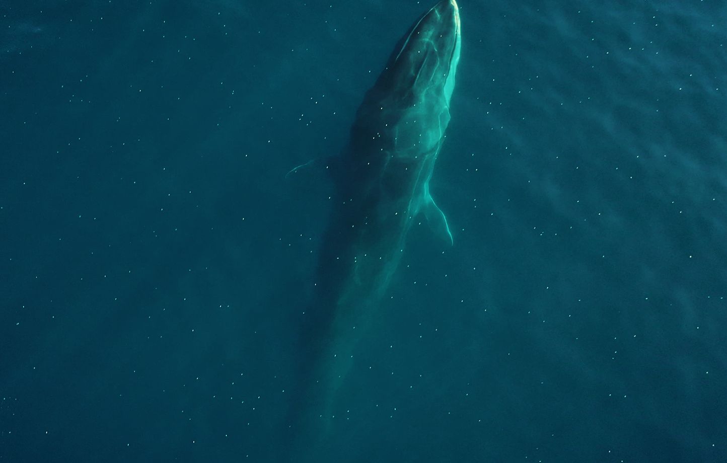 Japon : Première chasse commerciale de rorqual commun depuis 1976