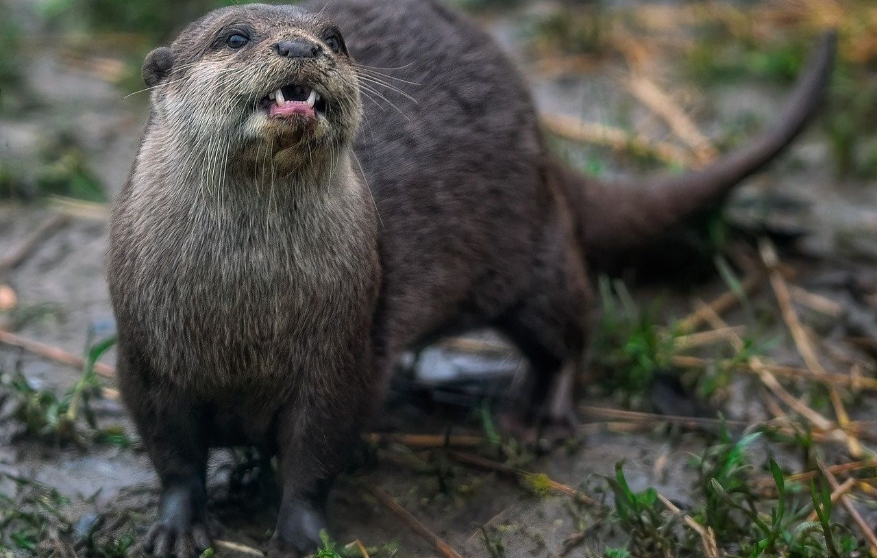 Une loutre attaque un enfant, sa mère le sauve in extremis