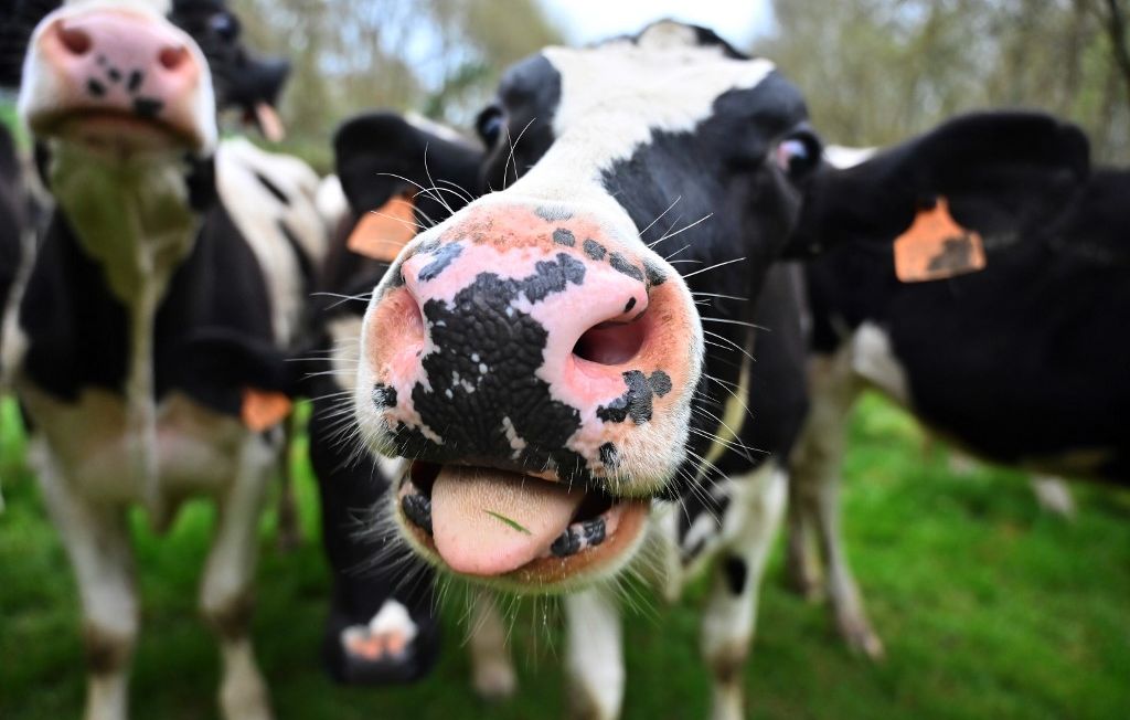 Des vaches moins polluantes pour un avenir durable