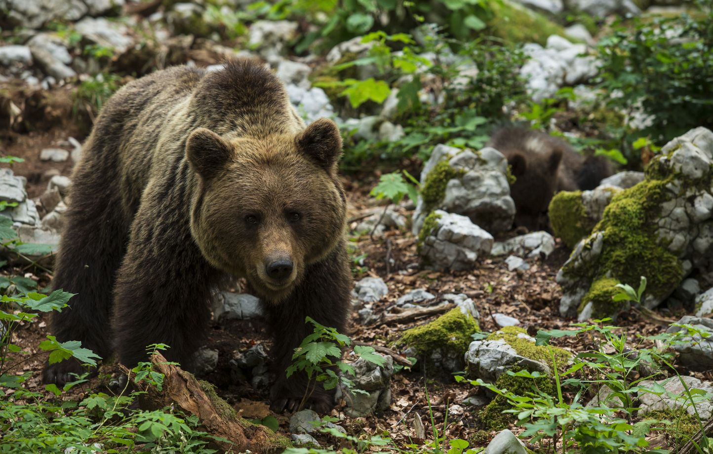 À 12 ans, Owen sauve son père en abattant un ours