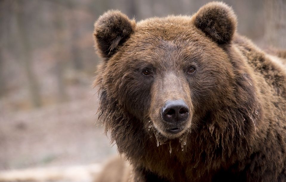 Un ours se baigne tranquillement sur une plage en Californie