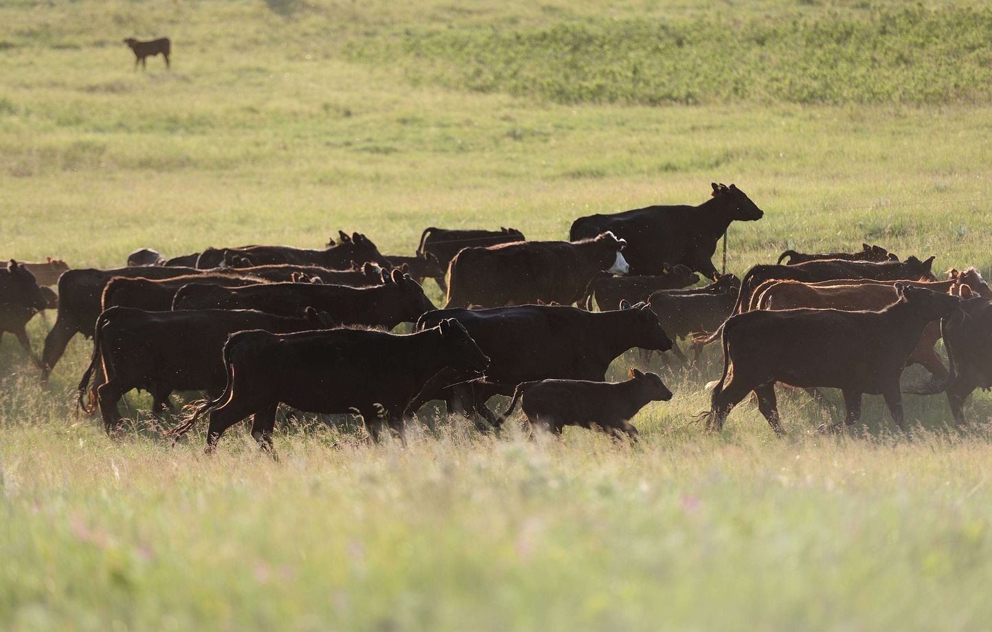 Le dilemme d’Angus : Steak ou retraite paisible ?