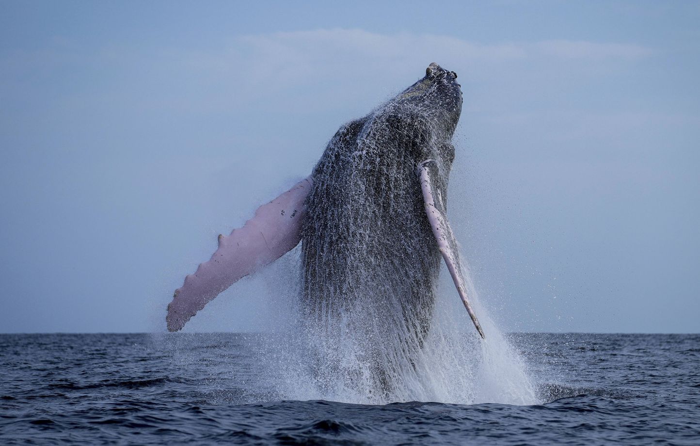 Les raisons pour arrêter la pêche à la baleine aujourd’hui