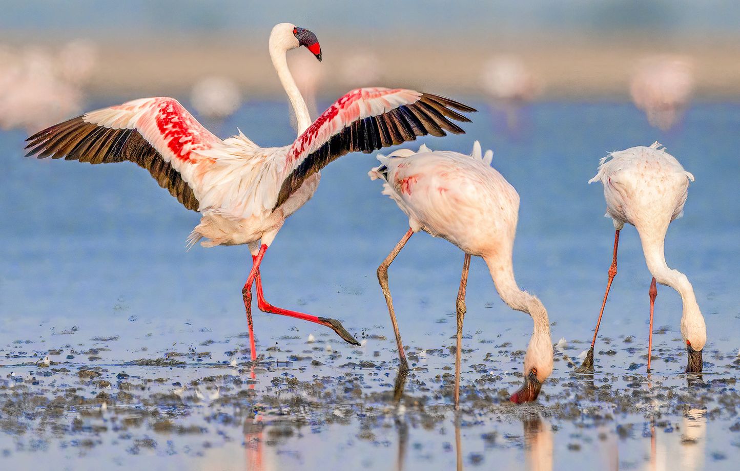 Deux Flamants Mâles Font Merveille avec Leur Poussin Adoptif