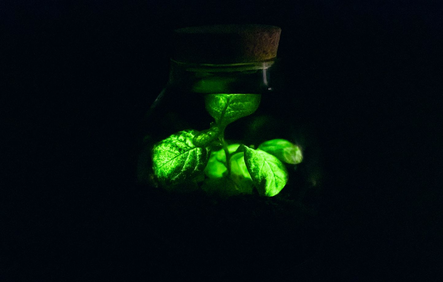 Des plantes bioluminescentes pour éclairer nos rues bientôt