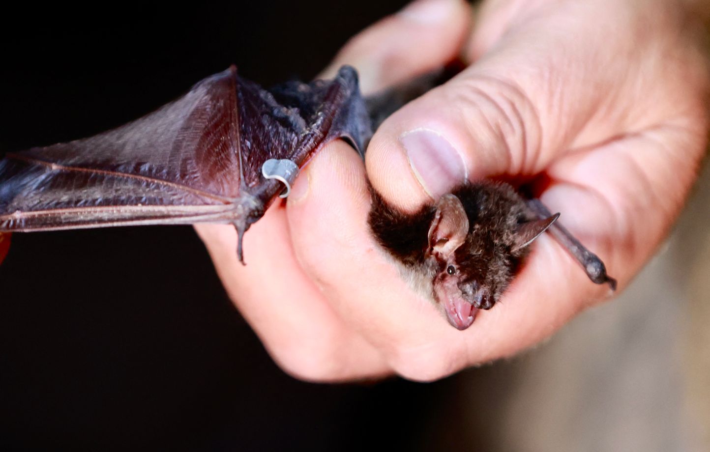 Enfant meurt de la rage après contact avec une chauve-souris