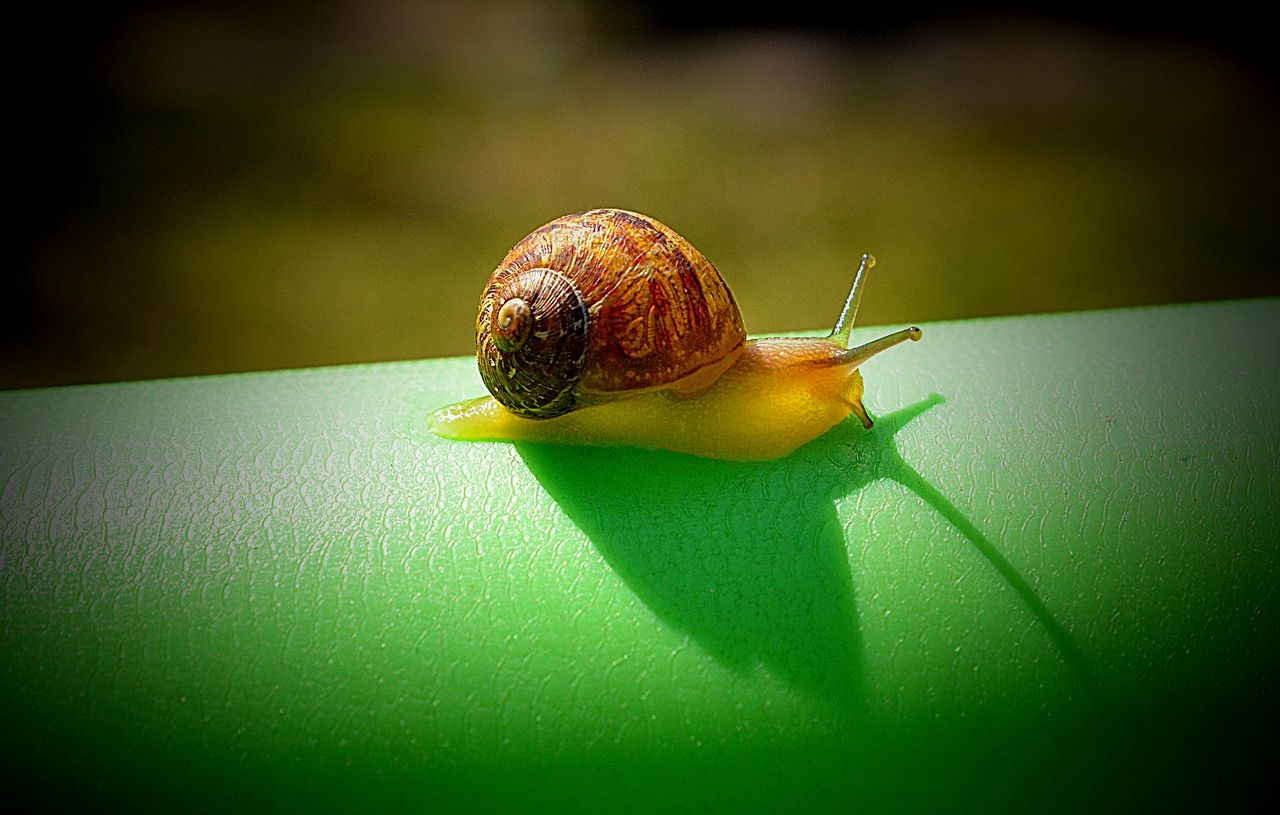 Des escargots sauvés de l’extinction sur une île portugaise