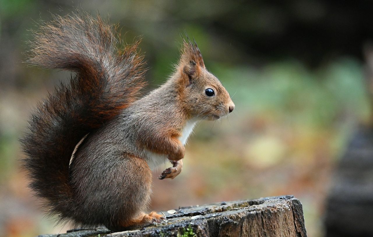 Les écureuils carnivores : une révélation surprenante