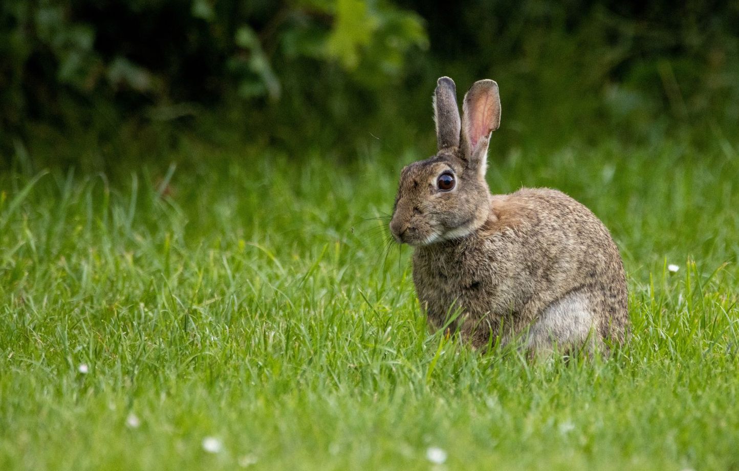 Arrestation au Japon : un homme suspecté dans la mort de lapins