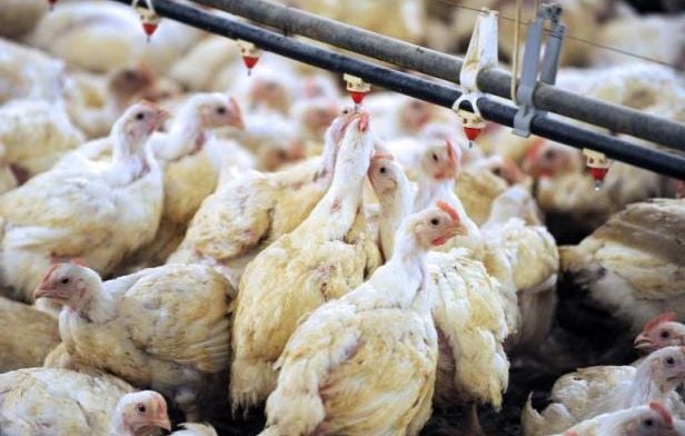 Premier cas de grippe aviaire H5N9 confirmé aux États-Unis