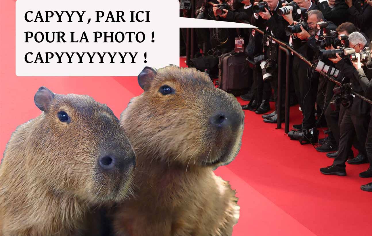 Le capybara, icône zen et star virale des réseaux sociaux