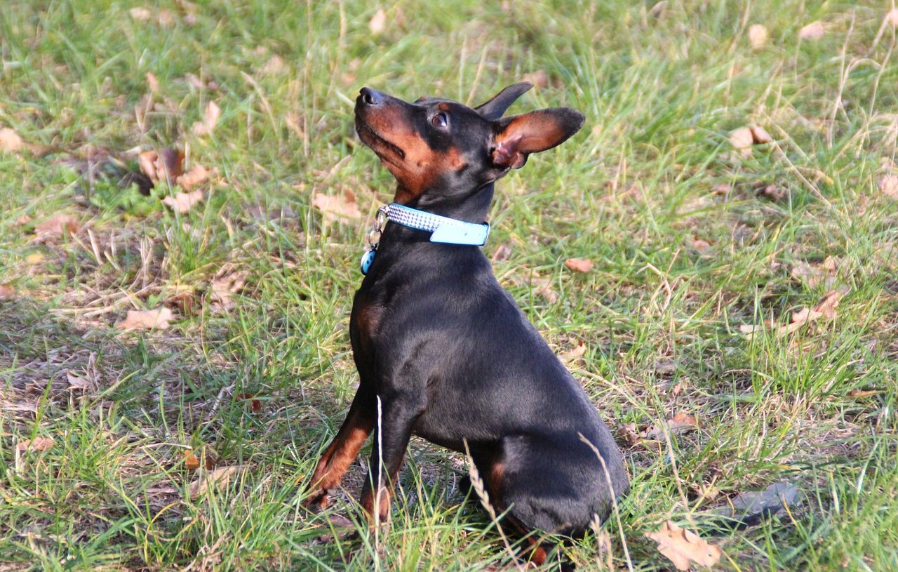 Il retrouve son chien perdu 8 ans après un déménagement