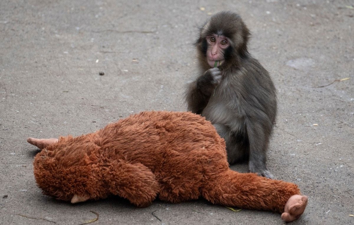 Japon : deux touristes arrêtés dans l’enclos du singe Punch