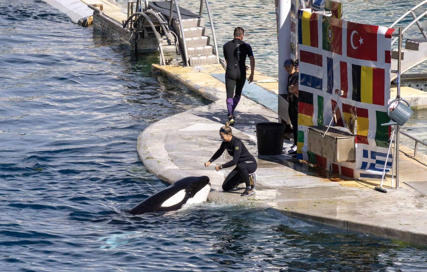 Orques de Marineland : départ imminent vers l’Espagne