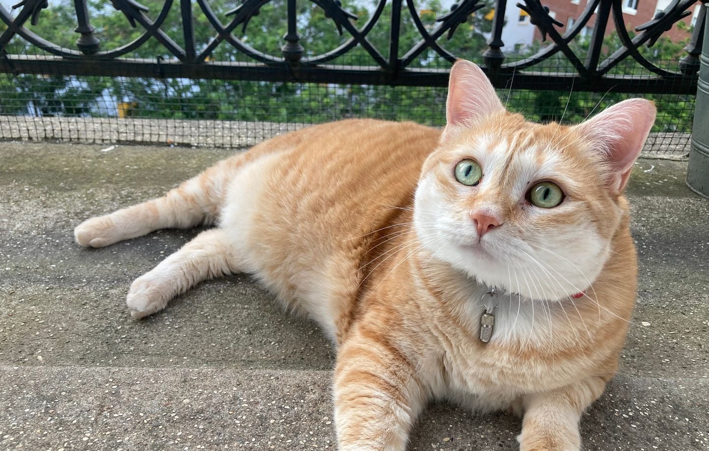 Chats : un traitement prometteur contre l’insuffisance rénale