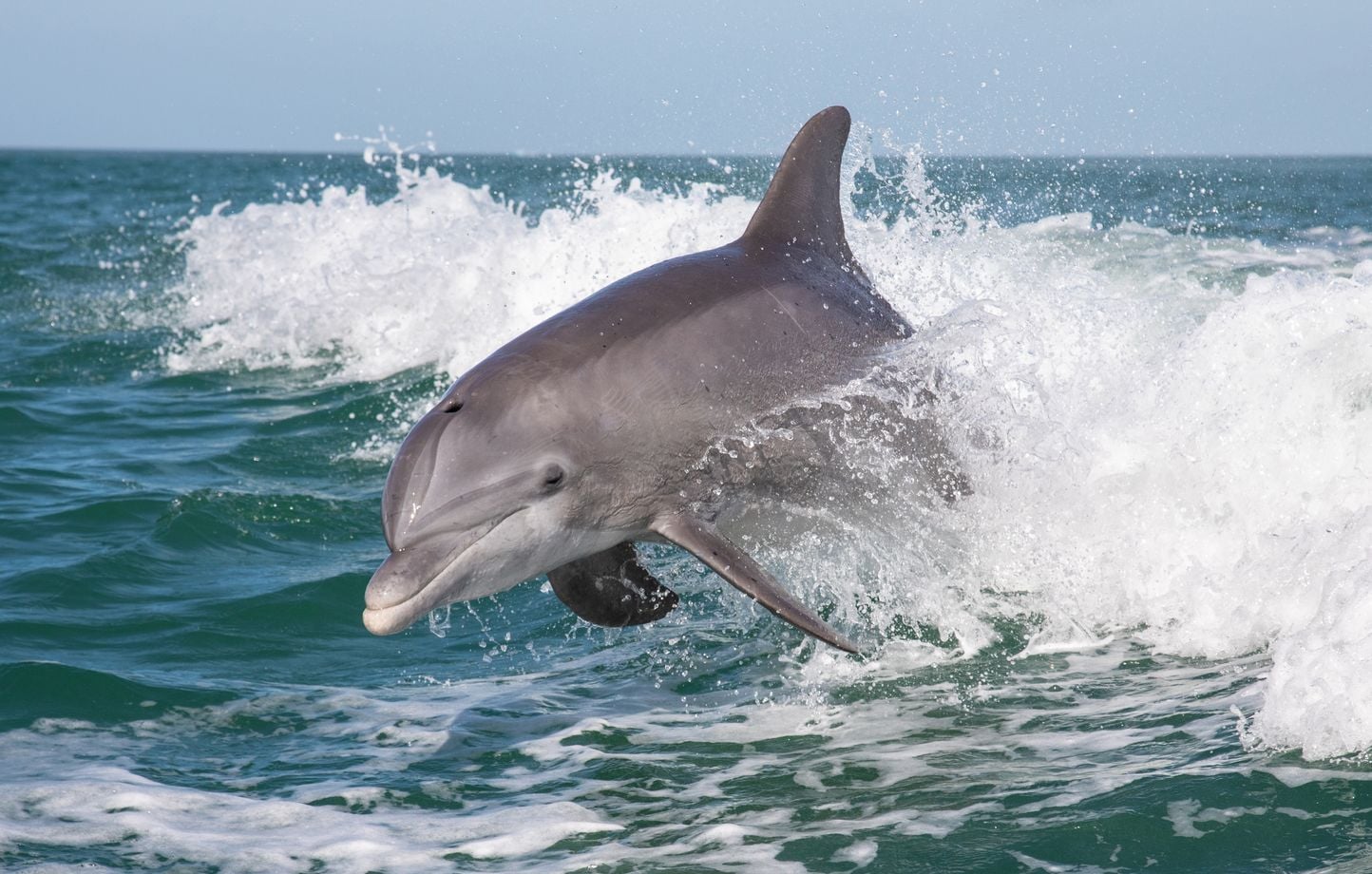 Convergence évolutive : dauphins, cactus et aliens