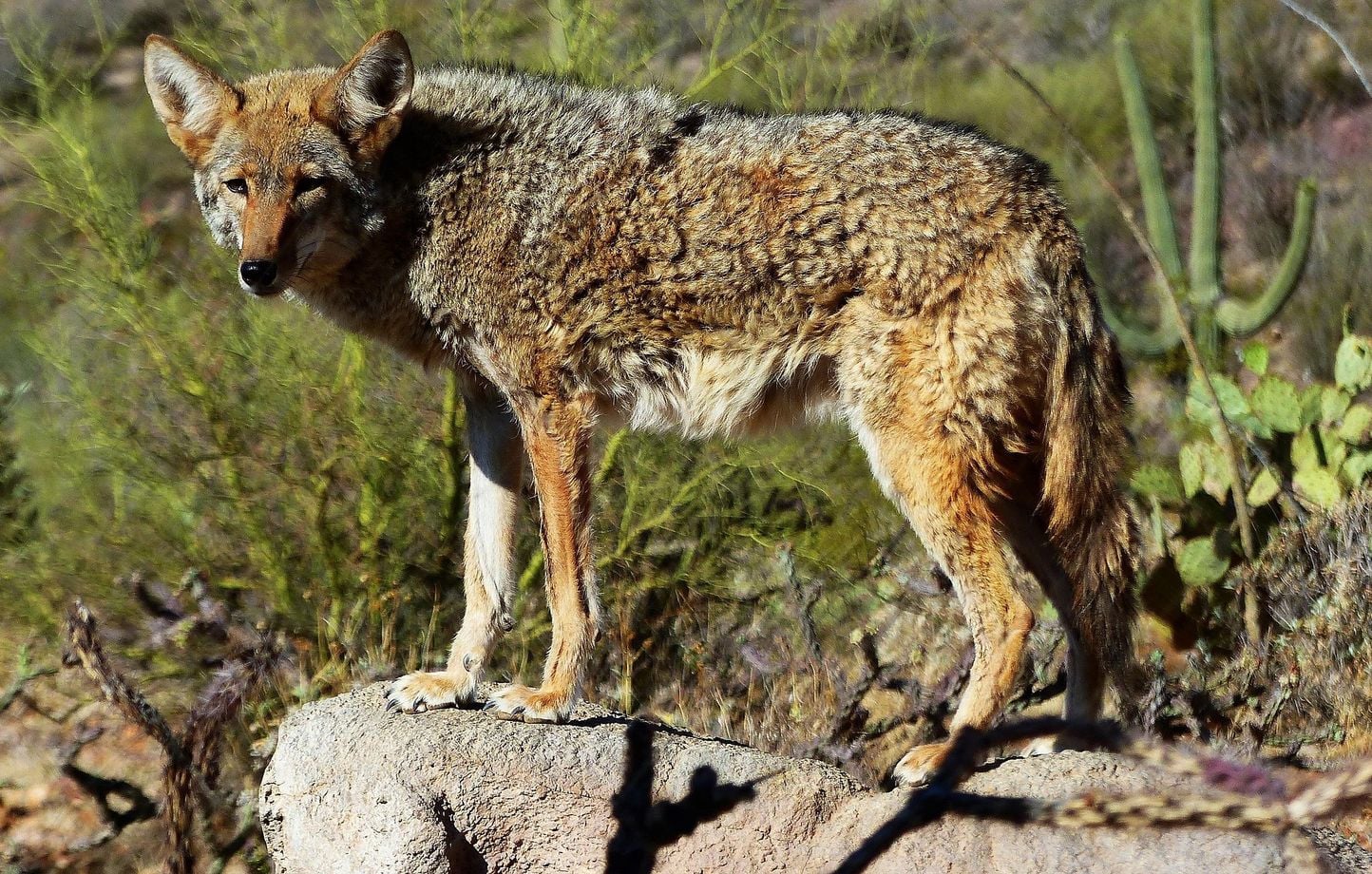 Un coyote nage 3 km jusqu’à Alcatraz : le mystère