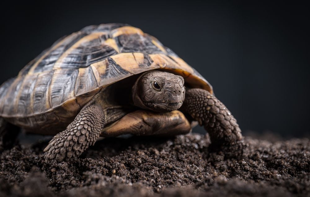 À Golem Grad, les tortues mâles poussent à l’extinction