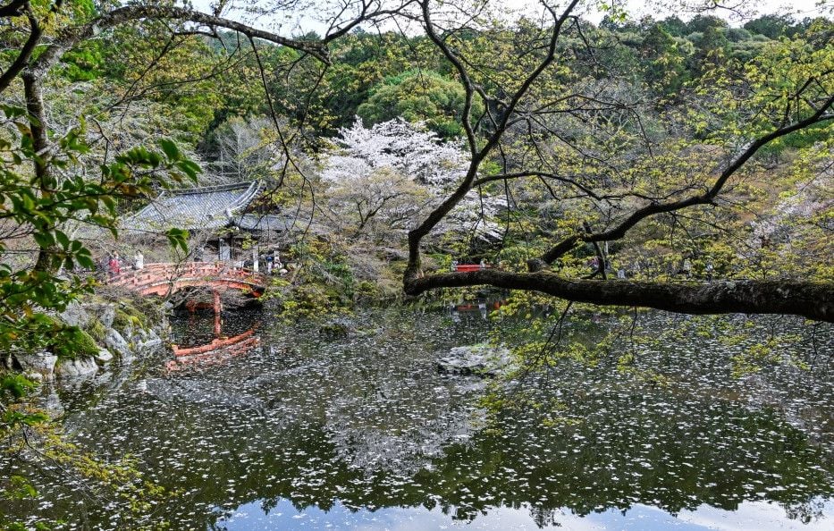 Hanami : les plus belles photos des cerisiers en fleurs
