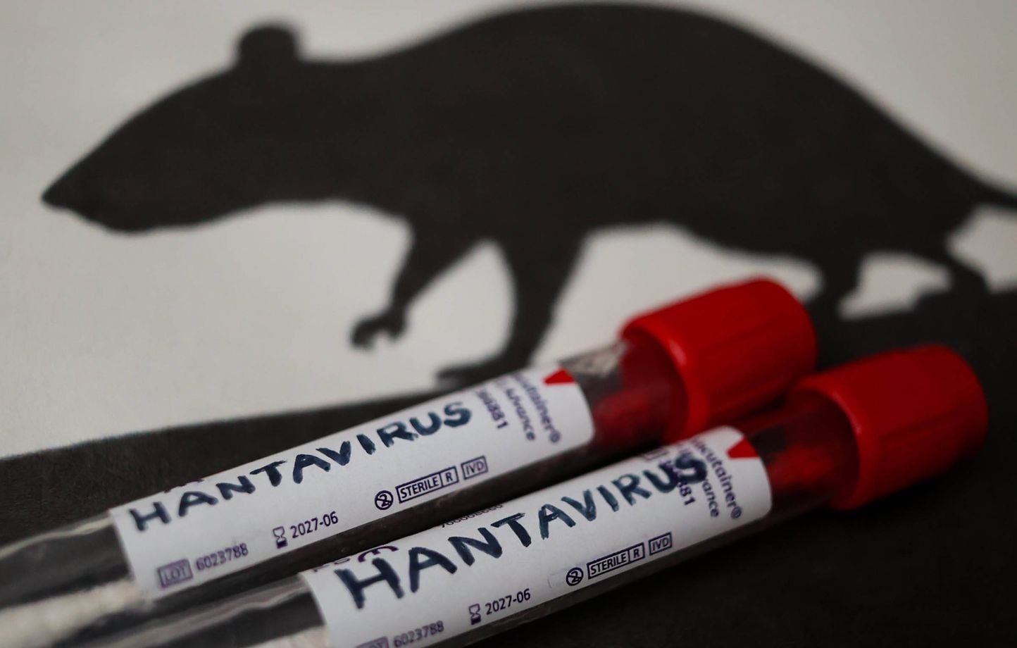 Hantavirus : gare aux fausses applications de détection