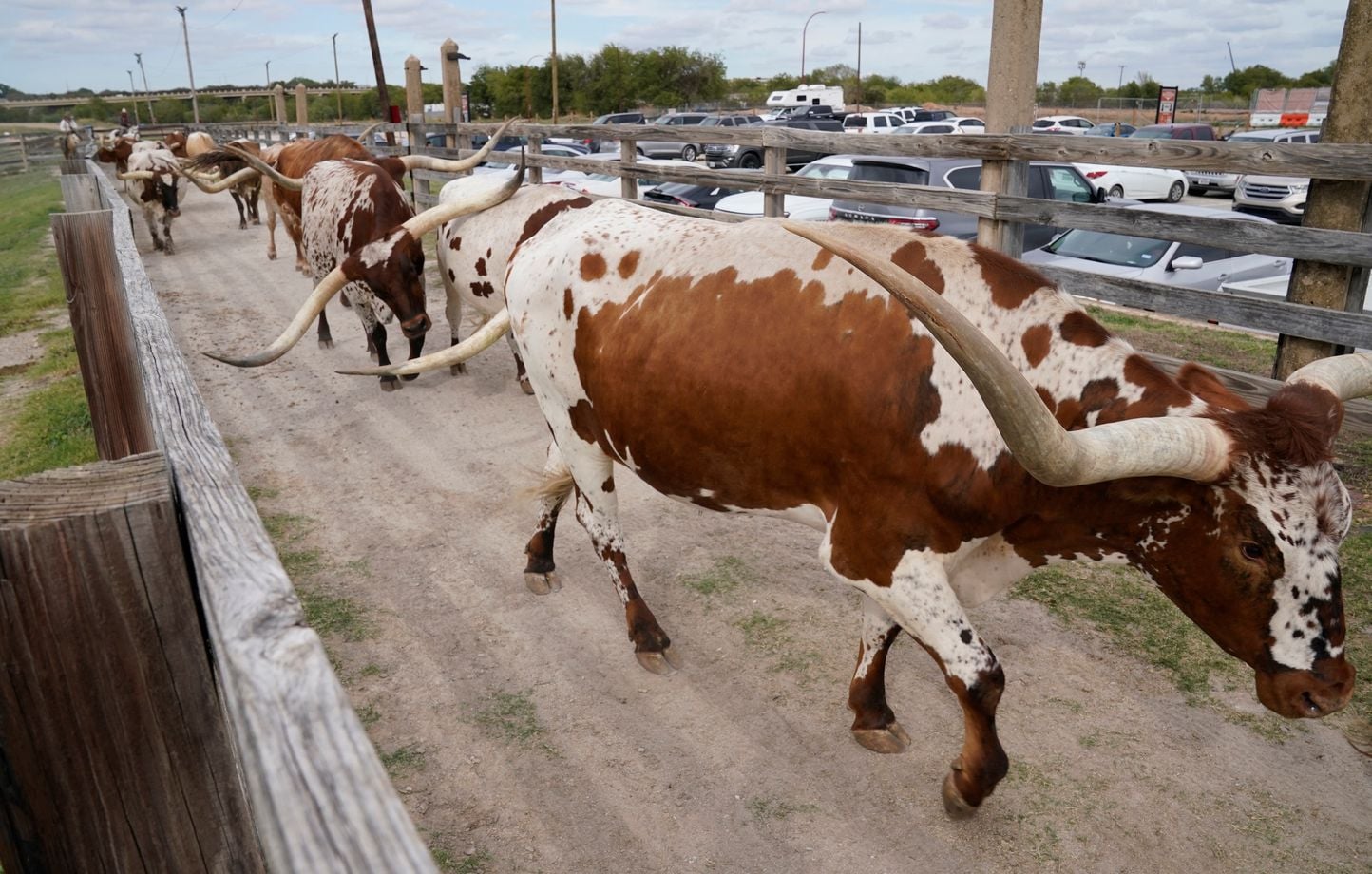 Texas : un parasite mangeur de chair menace le bétail