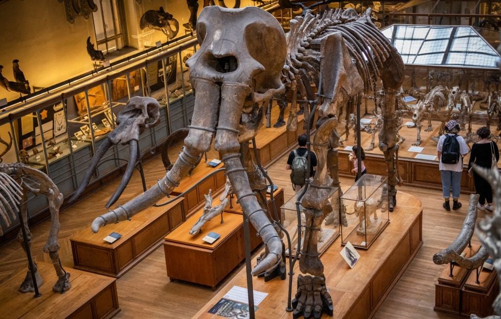 6a290ca9d0e5b.jpg Un trésor d’ADN de mammouth dans du caca d’écureuil
