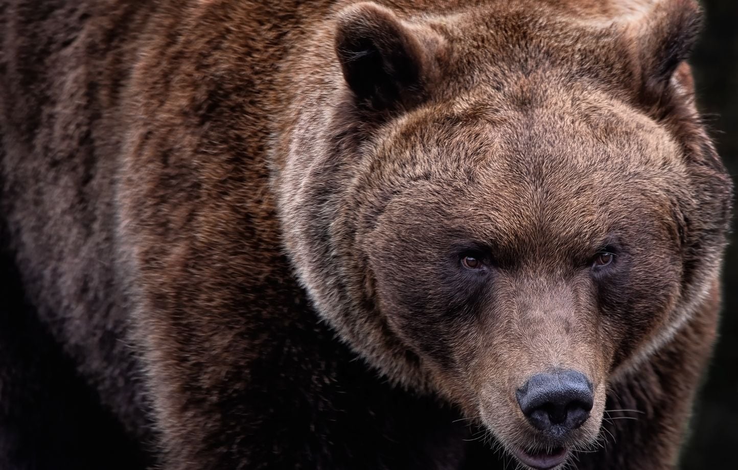 Attaqué par un grizzly, un randonneur survit par miracle