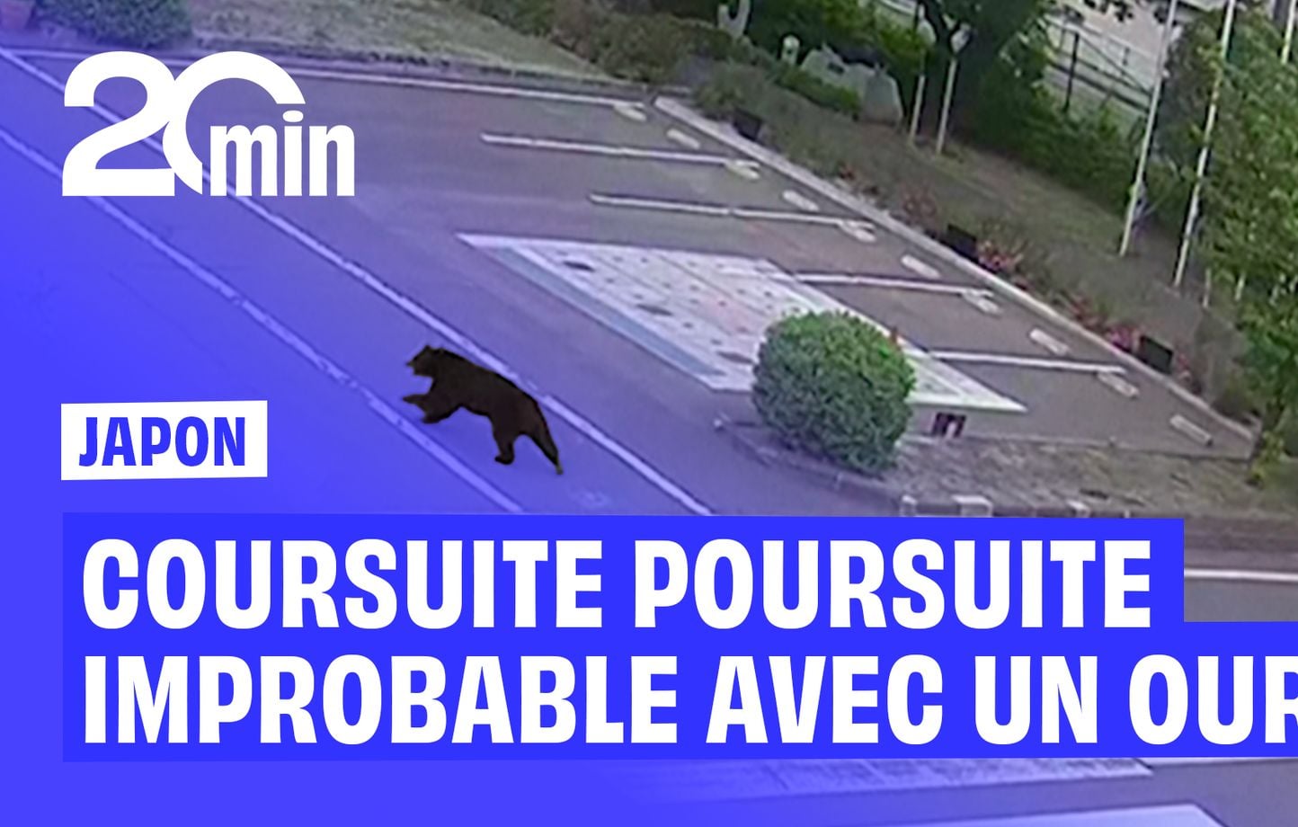 Japon : un ours sème la panique, 4 blessés et écoles fermées