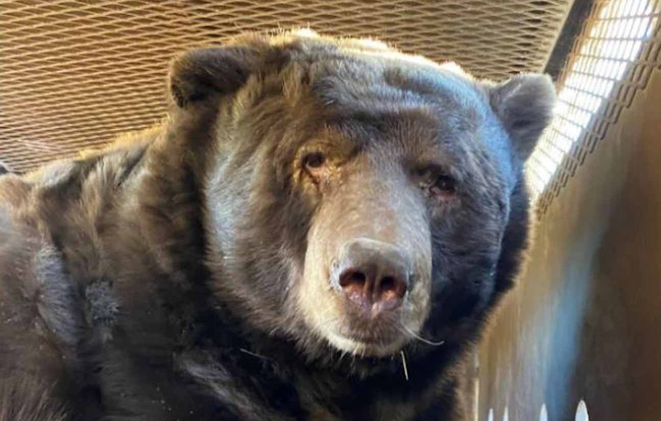 Un ours de 200 kg découvert sous une maison en Californie