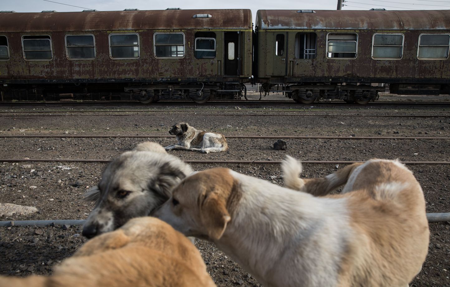 Maroc : Préparation au Mondial 2030 et abattage de chiens errants