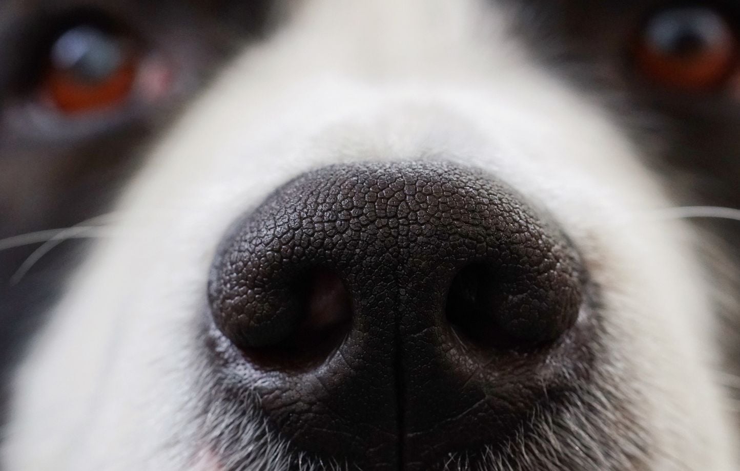 Coupe du monde 2026 : Nova, la chienne aux pronos fous