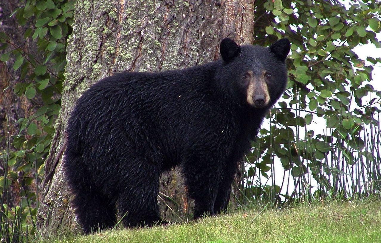 Un ours attaque un jeune homme dans sa chambre en Californie
