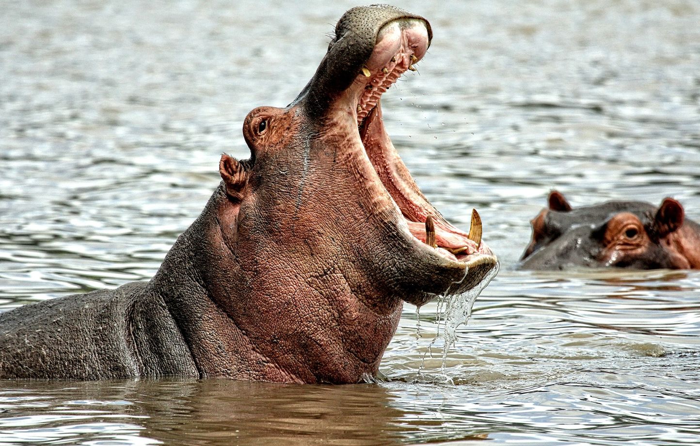 Hippopotame tue une femme en safari, l’homme porte plainte