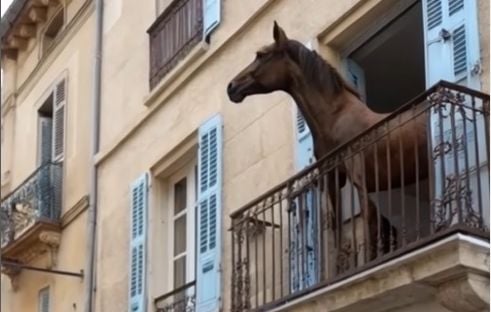 Cheval IA sur balcon à Marseille explose les vues