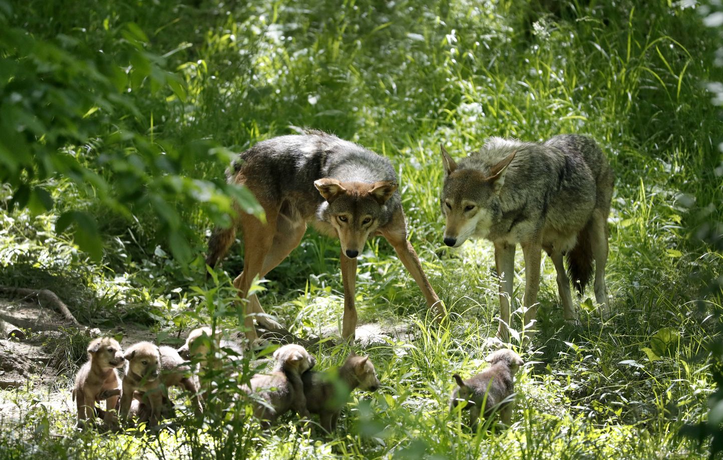 Comment les loups sont-ils devenus les premiers chiens ?