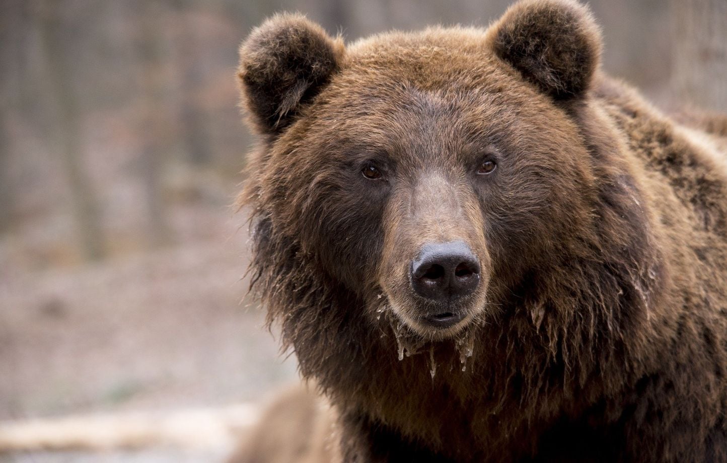 Il ouvre sa voiture : un ours l’attend sur le siège